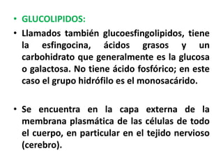 • GLUCOLIPIDOS:
• Llamados también glucoesfingolipidos, tiene
  la esfingocina, ácidos grasos y un
  carbohidrato que generalmente es la glucosa
  o galactosa. No tiene ácido fosfórico; en este
  caso el grupo hidrófilo es el monosacárido.

• Se encuentra en la capa externa de la
  membrana plasmática de las células de todo
  el cuerpo, en particular en el tejido nervioso
  (cerebro).
 