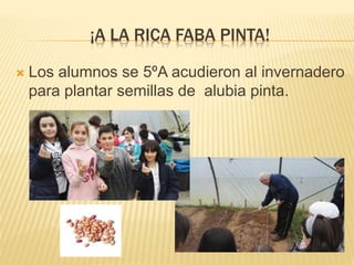 ¡A LA RICA FABA PINTA!
Los alumnos se 5ºA acudieron al invernadero
para plantar semillas de alubia pinta.
