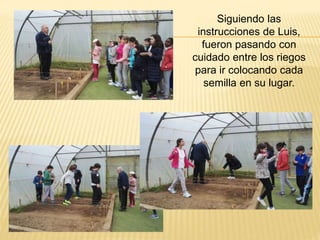 Siguiendo las
instrucciones de Luis,
fueron pasando con
cuidado entre los riegos
para ir colocando cada
semilla en su lugar.