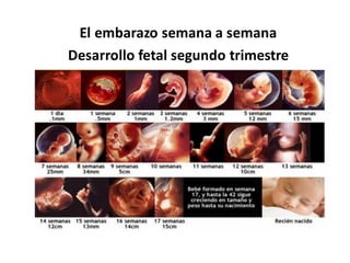 SEGUNDO TRIMESTRE DE EMBARAZO.pdf