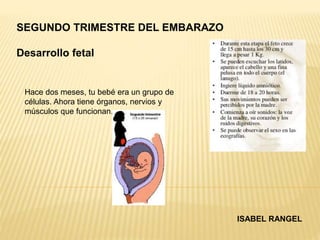 SEGUNDO TRIMESTRE DEL EMBARAZO
ISABEL RANGEL
Desarrollo fetal
Hace dos meses, tu bebé era un grupo de
células. Ahora tiene órganos, nervios y
músculos que funcionan.
 