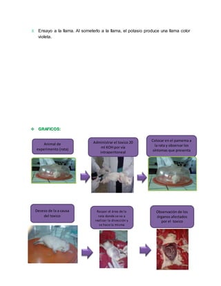 8. Ensayo a la llama. Al someterlo a la llama, el potasio produce una llama color 
violeta. 
 GRAFICOS: 
Animal de 
experimento (rata) 
Colocar en el pamema a 
la rata y observar los 
síntomas que presenta 
Deceso de la a causa 
del toxico 
Raspar el área de la 
rata donde se va a 
realizar la disección y 
se hace la misma 
Observación de los 
órganos afectados 
por el toxico 
Administrar el toxico 20 
ml KOH por vía 
intraperitoneal 
 