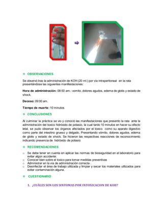  OBSERVACIONES 
Se observó tras la administración de KOH (20 ml.) por vía intraperitoneal en la rata 
presentándose las siguientes manifestaciones: 
Hora de administración: 08:50 am.: vomito, dolores agudos, edema de glotis y estado de 
shock. 
Deceso: 09:00 am. 
Tiempo de muerte: 10 minutos 
 CONCLUSIONES 
Al culminar la práctica se vio y conoció las manifestaciones que presento la rata ante la 
administración del toxico hidróxido de potasio, la cual tardo 10 minutos en hacer su efecto 
letal, se pudo observar los órganos afectados por el toxico como su aparato digestivo 
como parte del intestino grueso y delgado. Presentando vómito, dolores agudos, edema 
de glotis y estado de shock. Se hicieron las respectivas reacciones de reconocimiento 
indicando presencia de hidróxido de potasio 
 RECOMENDACIONES 
o Se debe tener en cuenta en aplicar las normas de bioseguridad en el laboratorio para 
evitar algún accidente. 
o Conocer bien sobre el toxico para tomar medidas preventivas 
o Administrar en la vía de administración correcta . 
o Desinfectar el área de trabajo utilizada y limpiar y secar los materiales utilizados para 
evitar contaminación alguna. 
 CUESTIONARIO 
1. ¿CUÁLES SON LOS SINTOMAS POR INTOXICACION DE KOH? 
 