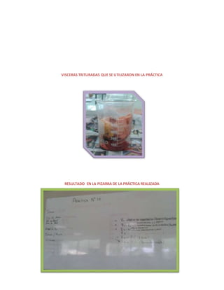 VISCERAS TRITURADAS QUE SE UTILIZARON EN LA PRÁCTICA 
RESULTADO EN LA PIZARRA DE LA PRÁCTICA REALIZADA 
 