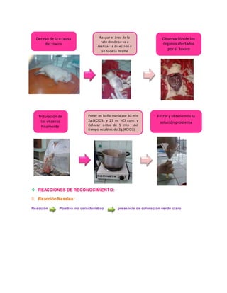 Deceso de la a causa 
del toxico 
Raspar el área de la 
rata donde se va a 
realizar la disección y 
se hace la misma 
Trituración de 
las vísceras 
finamente 
Poner en baño maría por 30 min 
2g.(KClO3) y 25 ml HCl conc. y 
Colocar antes de 5 min del 
tiempo establecido 2g.(KClO3) 
 REACCIONES DE RECONOCIMIENTO: 
9. Reacción Nesslee: 
Observación de los 
órganos afectados 
por el toxico 
Filtrar y obtenemos la 
solución problema 
Reacción Positiva no característico presencia de coloración verde claro 
 
