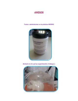 Toxico administrarse en la práctica HIERRO 
Animal en el cual se experimentó ( Cobayo ) 
 