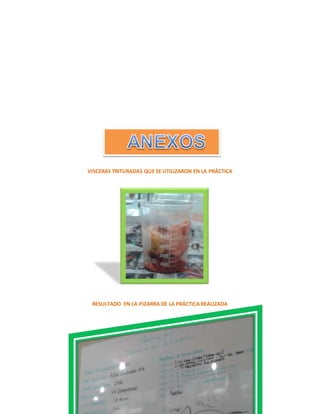VISCERAS TRITURADAS QUE SE UTILIZARON EN LA PRÁCTICA 
RESULTADO EN LA PIZARRA DE LA PRÁCTICA REALIZADA 
 