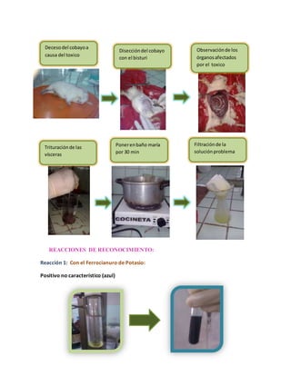 Deceso del cobayo a 
causa del toxico 
REACCIONES DE RECONOCIMIENTO: 
Reacción 1: Con el Ferrocianuro de Potasio: 
Positivo no característico (azul) 
Disección del cobayo 
con el bisturi 
Observación de los 
órganos afectados 
por el toxico 
Trituración de las 
vísceras 
Poner en baño maría 
por 30 min 
Filtración de la 
solución problema 
 