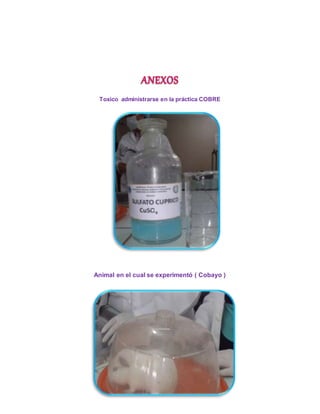 Toxico administrarse en la práctica COBRE 
Animal en el cual se experimentó ( Cobayo ) 
 