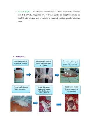 5. Con el NO2K.- las soluciones concentradas de Cobalto, en un medio acidificado 
con CH3-COOH, reaccionan con el NO2K dando un precipitado amarillo de 
Co(NO2)6K3, el mismo que es insoluble en exceso de reactivo, pero algo soluble en 
agua. 
 GRAFICO: 
Toxico a utilizar el 
nitrato de cobalto 
Administrar el toxico 
vía intraperitoneal 20 
ml a la rata 
Colocar en el pamema a 
la rata y observar los 
síntomas que presenta 
Deceso del cobayo a 
causa del toxico 
Raspar el área de la 
rata donde se va a 
realizar la disección y 
se hace la misma 
Observación de los 
órganos afectados 
por el toxico 
 