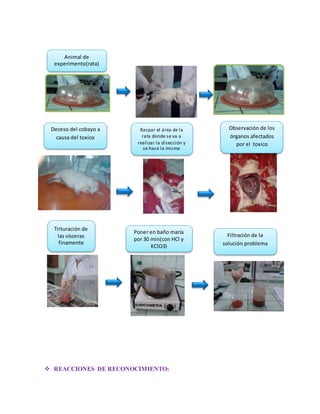 Animal de 
experimento(rata) 
Deceso del cobayo a 
causa del toxico 
Raspar el área de la 
rata donde se va a 
realizar la disección y 
se hace la misma 
 REACCIONES DE RECONOCIMIENTO: 
Observación de los 
órganos afectados 
por el toxico 
Trituración de 
las vísceras 
finamente 
Poner en baño maría 
por 30 min(con HCl y 
KClO3) 
Filtración de la 
solución problema 
 