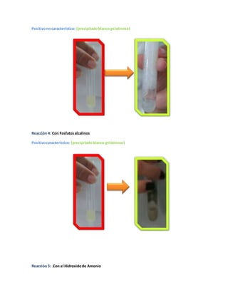 Positivo no característico: (precipitado blanco gelatinoso) 
Reacción 4: Con Fosfatos alcalinos 
Positivo característico: (precipitado blanco gelatinoso) 
Reacción 5: Con el Hidroxido de Amonio 
 