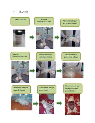  GRAFICOS 
Toxico a utilizar 
Primera 
administración 10ml Administración por 
via intraperitoneal 
Segunda 
administración 10ml 
Administración por 
via intraperitoneal 
Colocación en el 
pamema al cobayo 
Deceso del cobayo a 
causa del toxico 
Disección del cobayo 
con el bisturi 
Observación de los 
órganos afectados 
por el toxico 
 