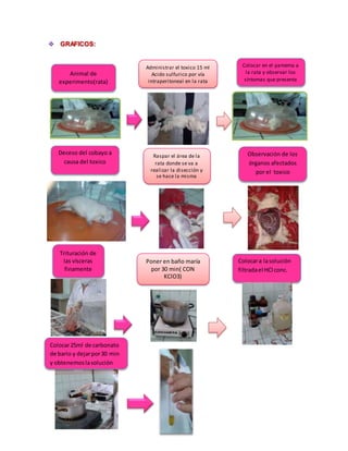  GRAFICOS: 
Animal de 
experimento(rata) 
Colocar en el pamema a 
la rata y observar los 
síntomas que presenta 
Deceso del cobayo a 
causa del toxico 
Raspar el área de la 
rata donde se va a 
realizar la disección y 
se hace la misma 
Observación de los 
órganos afectados 
por el toxico 
Trituración de 
las vísceras 
finamente 
Poner en baño maría 
por 30 min( CON 
KClO3) 
Colocar a la solución 
filtrada el HCl conc. 
Administrar el toxico 15 ml 
Acido sulfurico por vía 
intraperitoneal en la rata 
Colocar 25ml de carbonato 
de bario y dejar por 30 min 
y obtenemos la solución 
 