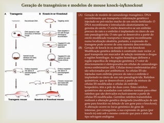 
Geração de transgênicos e modelos de mouse knock-in/knockout
(A) Geração de modelo de camundongo transgênico. DNA
recombinante que transporta a informação genética é
injectado no pró-núcleo macho de um oócito fertilizado. O
DNA recombinante é introduzido aleatoriamente no
genoma do oócito. O oócito desenvolve-se um embrião
precoce do rato e o embrião é implantado no útero de um
rato pseudográvida. O rato que se desenvolve a partir do
oócito modificado transporta o transgene recombinante
numa localização aleatória, portanto, a expressão do
transgene pode ocorrer de uma maneira descontrolada.
(B) Geração de knock-in ou modelo do rato knockout.
Modificação genética definida é construído num vector , o
qual transporta um marcador de seleção resistente a drogas
e regiões homólogas. As regiões homólogas definem a
região específica de integração genômica. O vetor de
direcionamento é eletroporados em células de camundongo-
tronco embrionárias (ES). Células-tronco embrionárias alvo
são selecionados por antibióticos. As células ES são
injetadas num embrião precoce do rato e o embrião é
implantado no útero de um rato pseudográvida. Ratinhos
quiméricos, que se desenvolvem a partir da mistura de
células ES modificadas e células do embrião
hospedeiro, têm a pele de duas cores. Estes ratinhos
quiméricos são acasalados com ratinhos normais para obter
ratinhos que são derivados exclusivamente a partir de
células ES modificadas. Germline ratinhos transmitidos
realizam a alteração genética designada (modificação de um
gene para knockin ou deleção de um gene para o knockout).
A alteração ocorre no locus genómico do gene de
interesse, por conseguinte, a sua expressão de genes (por
knock-in) está sob o mesmo controlo que para o alelo de
tipo selvagem endógena
 