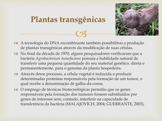 
 A tecnologia do DNA recombinante também possibilitou a produção
de plantas transgênicas através da modificação de suas células.
 No final da década de 1970, alguns pesquisadores verificaram que a
bactéria Agrobacterium tumefaciens possuía a habilidade natural de
transferir uma pequena quantidade do seu material genético, direta e
permanentemente, para o genoma da planta hospedeira.
 Através desse processo, a célula vegetal é induzida a produzir
determinadas proteínas responsáveis pela formação de um tumor, o
qual recebe a denominação de galha-da-coroa.
 O emprego de técnicas biotecnológicas permitiu que os genes
responsáveis pela formação dos tumores fossem substituídos por
genes de interesse sem, contudo, interferir na capacidade de
transferência da bactéria (MALAJOVICH, 2004; GUERRANTE, 2003).
Plantas transgênicas
 