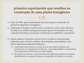 
 Data de 1983, aproximadamente dez anos após a construção do
primeiro organismo transgênico.
 Utilizando a bactéria Agrobacterium tumefaciens como vetor, Herrera-
Estrella et al. (1983) conseguiram inserir genes de bactérias em uma
variedade de tabaco, tornando-a resistente ao antibiótico canamicina.
 Muito embora a bactéria Agrobacterium tumefaciens seja bastante
utilizada como veículo condutor de transgenes para plantas, essa
técnica apresenta algumas limitações.
 A principal delas refere-se ao fato de que nem todas as plantas são
sensíveis ao seu mecanismo de infecção, o que impossibilita a transferência
dos fragmentos de DNA para a célula vegetal.
 Em geral, essa técnica é mais eficiente na modificação genética de plantas
dicotiledônea, a exemplo do tabaco, do algodão, do tomate e da canola
primeiro experimento que resultou na
construção de uma planta transgênica
 