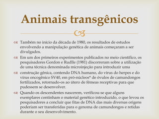 
 Também no início da década de 1980, os resultados de estudos
envolvendo a manipulação genética de animais começaram a ser
divulgados.
 Em um dos primeiros experimentos publicados no meio científico, os
pesquisadores Gordon e Rudlle (1981) discorreram sobre a utilização
de uma técnica denominada microinjeção para introduzir uma
 construção gênica, contendo DNA humano, do vírus do herpes e do
vírus oncogênico SV40, em pró-núcleos* de óvulos de camundongos
fertilizados, retornado-os ao útero de fêmeas receptivas para que
pudessem se desenvolver.
 Quando os descendentes nascerem, verificou-se que alguns
exemplares continham o material genético introduzido, o que levou os
pesquisadores a concluir que fitas de DNA das mais diversas origens
poderiam ser transferidas para o genoma de camundongos e retidas
durante o seu desenvolvimento.
Animais transgênicos
 