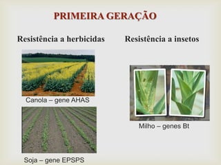 PRIMEIRA GERAÇÃO
Resistência a herbicidas
Canola – gene AHAS
Soja – gene EPSPS
Milho – genes Bt
Resistência a insetos
 