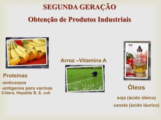 SEGUNDA GERAÇÃO
Obtenção de Produtos Industriais
Proteínas
-anticorpos
-antígenos para vacinas
Cólera, Hepatite B, E. coli
Óleos
soja (ácido óleico)
canola (ácido láurico)
Arroz –Vitamina A
 