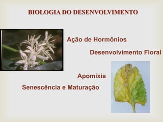 BIOLOGIA DO DESENVOLVIMENTO
Ação de Hormônios
Desenvolvimento Floral
Apomixia
Senescência e Maturação
 