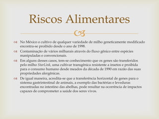 
 No México o cultivo de qualquer variedade de milho geneticamente modificado
encontra-se proibido desde o ano de 1998.
 Contaminação de vários milharais através do fluxo gênico entre espécies
manipuladas e convencionais.
 Em alguns desses casos, tem-se conhecimento que os genes são transferidos
pelo milho StarLink, uma cultivar transgênica resistente a insetos e proibida
para o consumo humano desde meados da década de 1990 em razão das suas
propriedades alergênicas.
 De igual maneira, acredita-se que a transferência horizontal de genes para o
sistema gastrintestinal de animais, a exemplo das bactérias e leveduras
encontradas no intestino das abelhas, pode resultar na ocorrência de impactos
capazes de comprometer a saúde dos seres vivos.
Riscos Alimentares
 