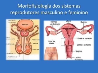 Morfofisiologia dos sistemas
reprodutores masculino e feminino

 