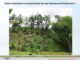 Biodiversidad y eco-eficiencia: su rol en la seguridad alimentaria