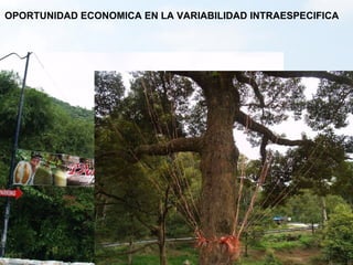 Biodiversidad y eco-eficiencia: su rol en la seguridad alimentaria