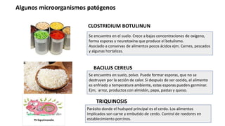 Algunos microorganismos patógenos
CLOSTRIDIUM BOTULINUN
BACILUS CEREUS
TRIQUINOSIS
Se encuentra en el suelo. Crece a bajas concentraciones de oxígeno,
forma esporas y neurotoxina que produce el botulismo.
Asociado a conservas de alimentos pocos ácidos ejm. Carnes, pescados
y algunas hortalizas.
Se encuentra en suelo, polvo. Puede formar esporas, que no se
destruyen por la acción de calor. Si después de ser cocido, el alimento
es enfriado a temperatura ambiente, estas esporas pueden germinar.
Ejm; arroz, productos con almidón, papa, pastas y queso.
Parásito donde el huésped principal es el cerdo. Los alimentos
implicados son carne y embutido de cerdo. Control de roedores en
establecimiento porcinos.
 