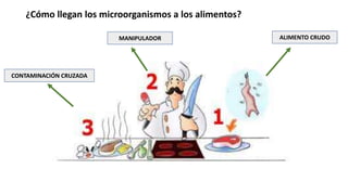 ¿Cómo llegan los microorganismos a los alimentos?
ALIMENTO CRUDOMANIPULADOR
CONTAMINACIÓN CRUZADA
 