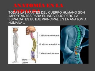 ANATOMÍA EN LA ESPALDA TODAS LAS PARTES DEL CUERPO HUMANO SON IMPORTANTES PARA EL INDIVIDUO PERO LA ESPALDA  ES EL EJE PRINCIPAL EN LA ANATOMÍA HUMANA .. 