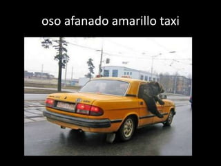 oso afanado amarillo taxi
 