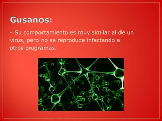 • Su comportamiento es muy similar al de un
virus, pero no se reproduce infectando a
otros programas.
 