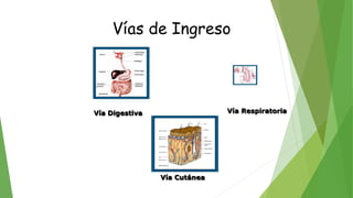 Vía Respiratoria
Vía Cutánea
Vía Digestiva
Vías de Ingreso
 