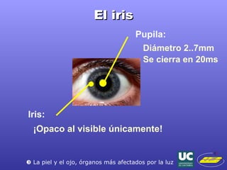 El iris Pupila: Diámetro 2..7mm Se cierra en 20ms Iris: ¡Opaco al visible únicamente!    La piel y el ojo, órganos más afectados por la luz 