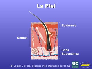 La Piel Epidermis Dermis Capa Subcutánea    La piel y el ojo, órganos más afectados por la luz 