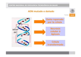 CENTRO NACIONAL DE EXCELENCIA TECNOLÓGICA EN SALUD 
ADN mutado o dañado 
Daño reparado 
por la célula 
Necrósis 
celular ó 
Aptosis 
Célula 
transformada 
 