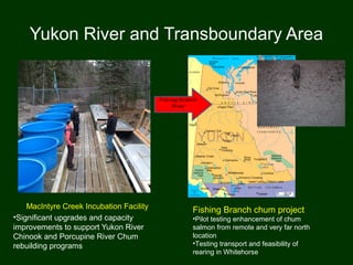 Yukon River and Transboundary Area
MacIntyre Creek Incubation Facility
•Significant upgrades and capacity
improvements to support Yukon River
Chinook and Porcupine River Chum
rebuilding programs
Fishing Branch chum project
•Pilot testing enhancement of chum
salmon from remote and very far north
location
•Testing transport and feasibility of
rearing in Whitehorse
 