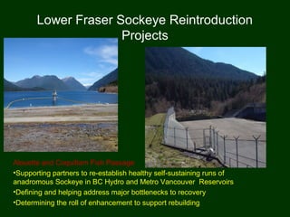 Lower Fraser Sockeye Reintroduction
Projects
Alouette and Coquitlam Fish Passage
•Supporting partners to re-establish healthy self-sustaining runs of
anadromous Sockeye in BC Hydro and Metro Vancouver Reservoirs
•Defining and helping address major bottlenecks to recovery
•Determining the roll of enhancement to support rebuilding
 