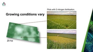 Growing conditions vary
20 ha
Plots with 0 nitrogen fertilisation.
 