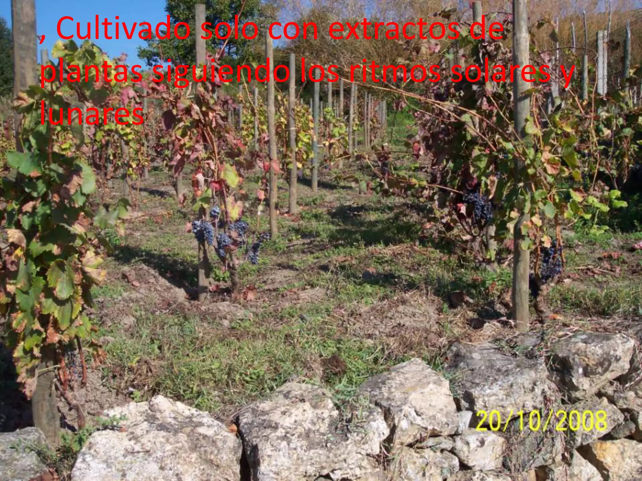 , Cultivado solo con extractos de plantas siguiendo los ritmos solares y lunares