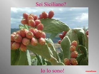Sei Siciliano? Io lo sono! 
