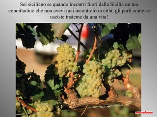 Sei siciliano se quando incontri fuori dalla Sicilia un tuo concittadino   che non avevi mai  incontra to in città, gli parli come se usciste insieme da una   vita! 