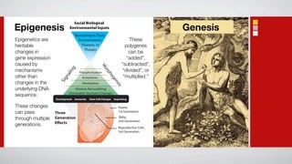 Social Biological
Epigenesis                  Environmental Inputs                                         Genesis
                                 Nurturing or Toxic
Epigenetics are                   Environments,                           These
heritable                           Disease, or                         polygenes
                                      Threats
changes in                                                                can be
gene expression                                                          “added”,
caused by                                                             “subtracted”,




                                                     M
mechanisms                  g                                          “divided”, or




                                                      or
                          lin
                                    Phosphorlyation




                                                        ph
other than                                                             “multiplied.”
                        na




                                                           og
                                      Acetylation
                     Sig




                                                                en
changes in the                        Methylation




                                                                 sis
underlying DNA                 Histone Remodeling
                           Chromatin Stucture Changes
sequence.
                   Development   Immunity   Stem Cell Changes   Imprinting

These changes                                                      Parent,
can pass           Three                                           1st Generation

through multiple   Generation                                      Baby,
                                                                   2nd Generation
                   Effects
generations.
                                                                   Reproductive Cells,
                                                                   3rd Generation
 