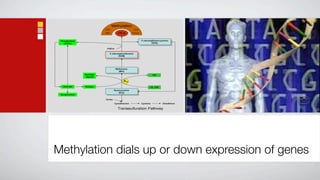 Methylation dials up or down expression of genes
 