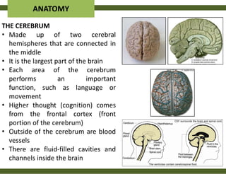 ANATOMY
THE CEREBRUM
• Made up of two cerebral
  hemispheres that are connected in
  the middle
• It is the largest part of the brain
• Each area of the cerebrum
  performs           an        important
  function, such as language or
  movement
• Higher thought (cognition) comes
  from the frontal cortex (front
  portion of the cerebrum)
• Outside of the cerebrum are blood
  vessels
• There are fluid-filled cavities and
  channels inside the brain
 