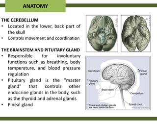 ANATOMY

THE CEREBELLUM
• Located in the lower, back part of
  the skull
•   Controls movement and coordination

THE BRAINSTEM AND PITUITARY GLAND
• Responsible      for    involuntary
  functions such as breathing, body
  temperature, and blood pressure
  regulation
• Pituitary gland is the "master
  gland" that controls other
  endocrine glands in the body, such
  as the thyroid and adrenal glands
• Pineal gland
 