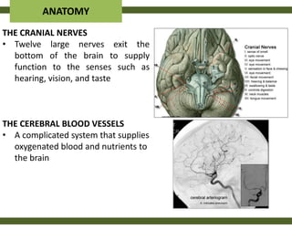 ANATOMY
THE CRANIAL NERVES
• Twelve large nerves exit the
  bottom of the brain to supply
  function to the senses such as
  hearing, vision, and taste



THE CEREBRAL BLOOD VESSELS
• A complicated system that supplies
  oxygenated blood and nutrients to
  the brain
 