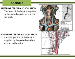 ANATOMY
ANTERIOR CEREBRAL CIRCULATION
• The front of the brain is supplied
  by the paired carotid arteries in
  the neck.




POSTERIOR CEREBRAL CIRCULATION
• The back portion of the brain is
  supplied by the paired vertebral
  arteries in the spine.
 